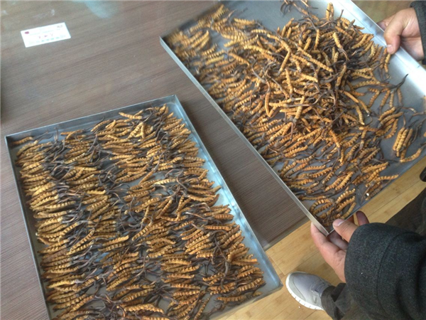 哪些因素會(huì)影響冷凍干燥機(jī)的制冷量？